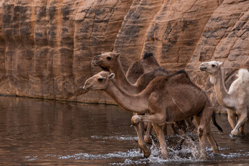 Camellos en el agua