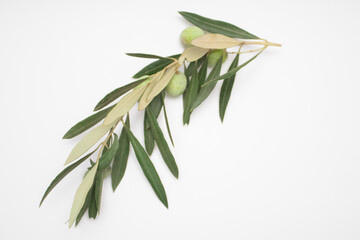Fresh green olives on a branch on a white background