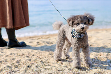 トイプードルを連れて女子旅　瀬戸内海の島巡り