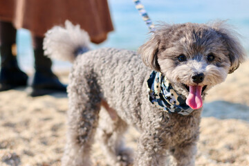 トイプードルを連れて女子旅　瀬戸内海の島巡り