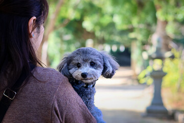 トイプードルを連れて女子旅　瀬戸内海の島巡り