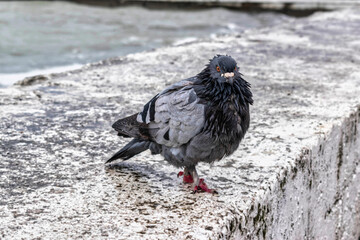 pigeon on the beach