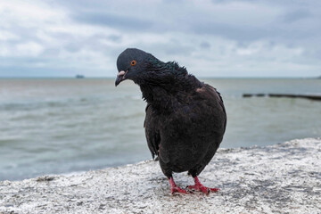 bird on the beach