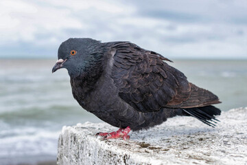 pigeon on the beach