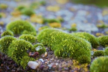 the moss on the rock
