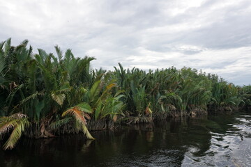 Obraz premium Tanjung Puting National Park, Borneo, Indonesia