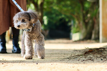 トイプードルを連れて女子旅　瀬戸内海の島巡り