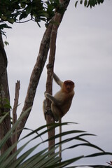Tanjung Puting National Park, Borneo, Indonesia