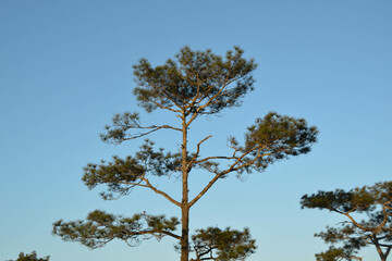 Phu Kradueng National Park, Loei province, Thailand. Big pine tree and blue sky.