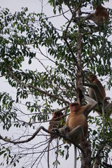 Tanjung Puting National Park, Borneo, Indonesia