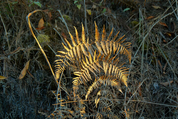 Dry fern and reflect of sunlight.