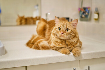 red tabby cat sits in the bathroom on the closet. moisture resistant bathroom furniture