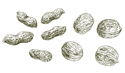 Set of hand drawn nuts. - 569154941