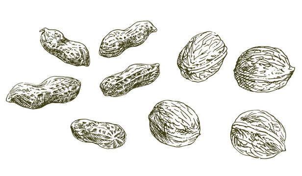 Set of hand drawn nuts.