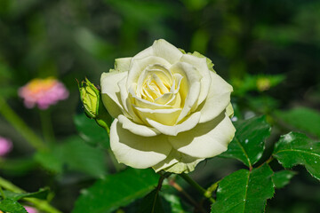 White rose with garden background