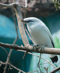 Bali Starling. Bali myna.
 The bird is completely white, except for the dark ends of the flight and tail feathers and a bluish ring around the eye. This endemic species is found only in the north-west
