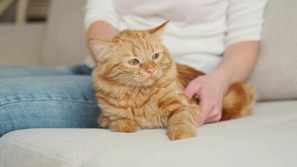 portrait of a cute orange domestic cat looking at the camera and lies on the sofa at home. unrecognizable woman hostess stroking a cat