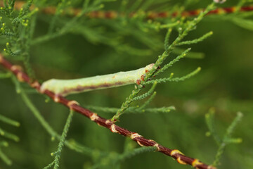 beautiful green caterpillar on the green branch in the summer garden
