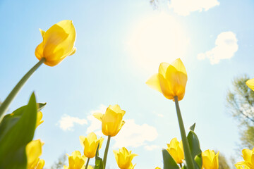 close up yellow tulips on blue sky background, view from the bottom, with clouds, sun glare, spring 