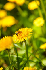 a bee sits on a yellow dandelion, close, green field, spring summer, macro