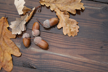 acorns and oak leaves on wooden wet background with copy space