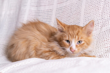 Portrait of orange ginger fluffy longhair mongrel cat kitten kitty lying on white cotton plaid at...
