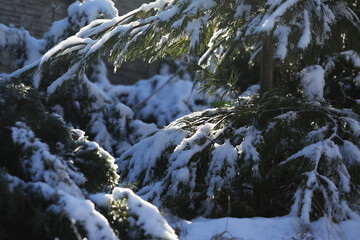 Fototapeta na wymiar snow covered pine tree. pattern of branches
