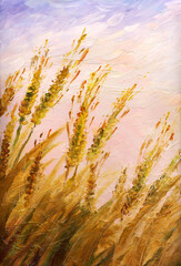 A field of ripe spikelets of wheat. Oil painting