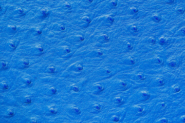 Texture of genuine matte rough leather close-up, embossed under skin of ostrich, blue color