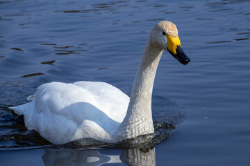 一羽で泳ぐ白鳥　その5