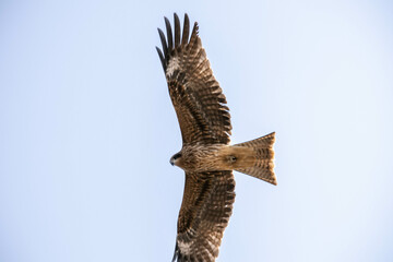 羽根を広げる鷲