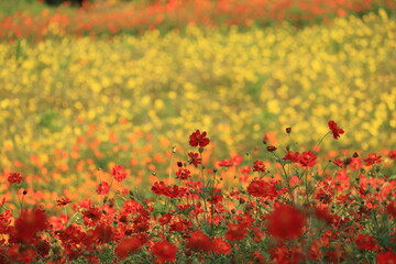 野に咲く色とりどりのコスモス
