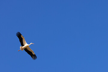 Cigüeña en su fondo de cielo.