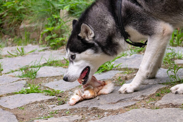 Fressender Siberian Husky
