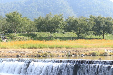 コスモスのさく春の河原