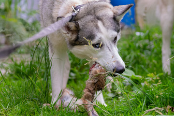 Fressender Siberian Husky