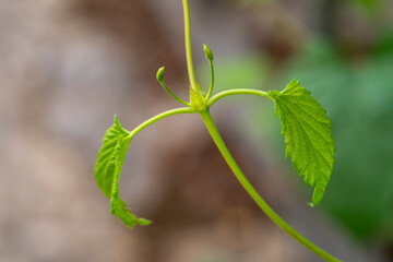 Young inflorescence of grapes on the vine close-up. Grape vine with young leaves .