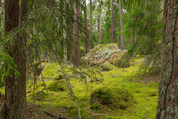 Wald im Nationalpark Norra Kvill in Sm&aring;land, Schweden