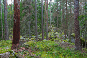 Wald im Nationalpark Norra Kvill in Småland, Schweden