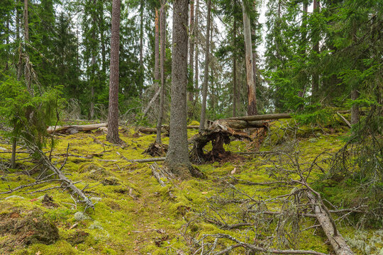 Wald im Nationalpark Norra Kvill in Sm&aring;land, Schweden