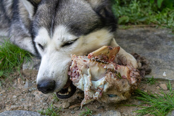 Fressender Siberian Husky
