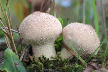 mushrooms- by Linda de Klein