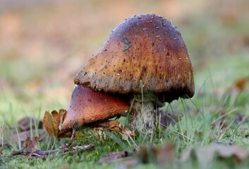 mushrooms- by Linda de Klein