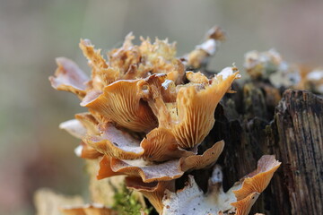 Fototapeta premium mushrooms- by Linda de Klein