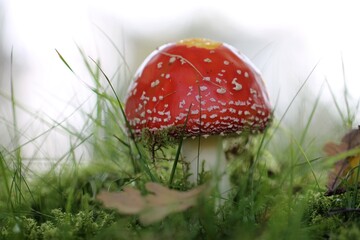 mushrooms- by Linda de Klein