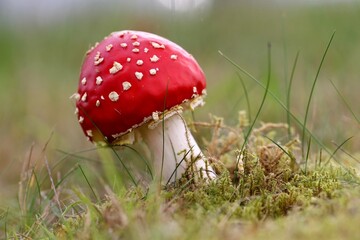 mushrooms- by Linda de Klein