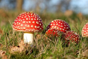 mushrooms- by Linda de Klein
