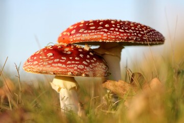mushrooms- by Linda de Klein