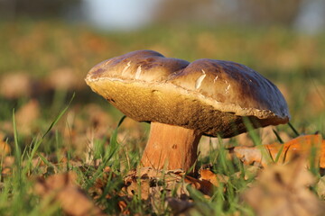 mushrooms- by Linda de Klein