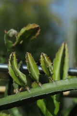 cactus plant close up photo, cactus tree